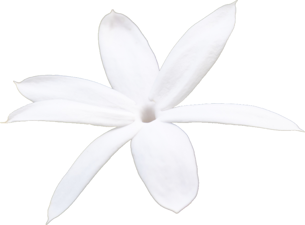 jasmine petals isolated